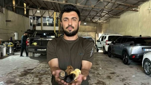 Bir belgesel izledi, hayatı değişti: Oto yıkama d&uuml;kkanından tavuk&ccedil;uluk fabrikasına uzanan azim hikayesi
