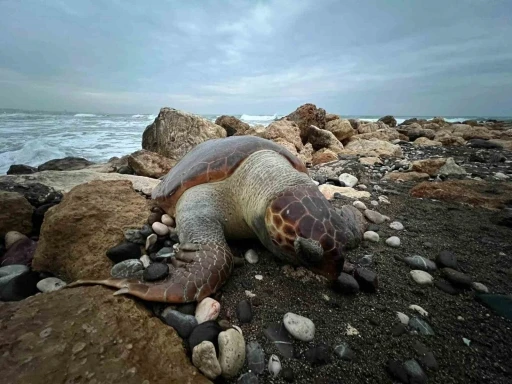 Bir caretta caretta daha &ouml;l&uuml; bulundu:15 g&uuml;nde 7&rsquo;inci &ouml;l&uuml;m
