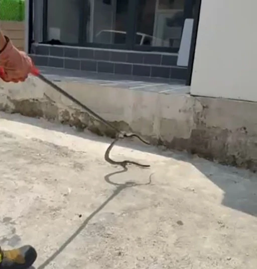 Bir evin bahçesine giren yılanı yakalayan itfaiye eri yılana su içirdi
