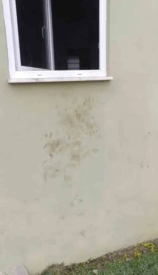 Bir g&uuml;nde 20 eve giren ayı yayla sakinlerini canından bezdirdi
