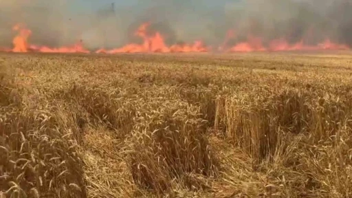 Bir sigara keyfi buğday tarlasını k&uuml;l etti
