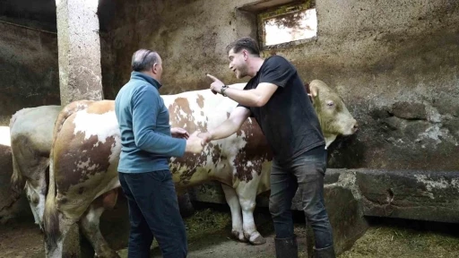 Bir ton 250 kilogramlık dev tosun 550 bin TL&rsquo;ye satıldı
