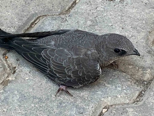 Bitkin halde bulduğu Ebabil kuşunu koruma altına aldı
