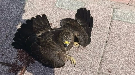 Bitkin halde bulunan şahin koruma altına alındı
