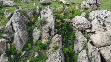 Bitlis’in huzur veren tepesinde ters lale güzelliği
