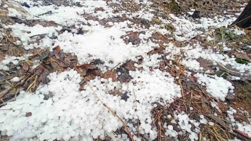 Bitlis’te dolu etkili oldu
