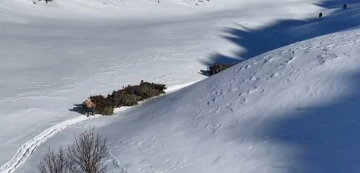 Bitlis&rsquo;te hayvanlar i&ccedil;in kızaklı yem mesaisi
