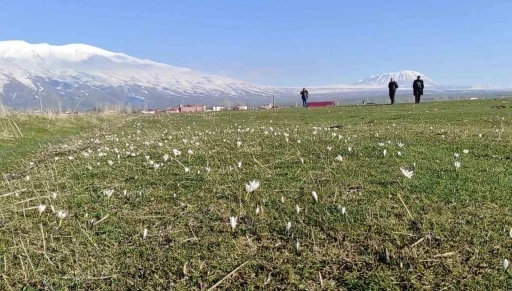 Bitlis&rsquo;te kardelen ve &ccedil;iğdemler a&ccedil;tı
