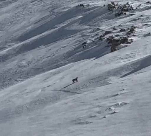 Bitlis&rsquo;te nesli tehlike altında olan vaşak g&ouml;r&uuml;nt&uuml;lendi
