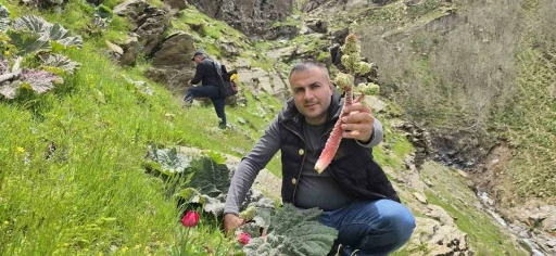 Bitlisliler &rsquo;yayla muzu&rsquo; i&ccedil;in dağlara akın etti
