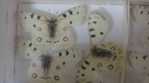 B&ouml;cek M&uuml;zesi 30 bin &ouml;rnekle bilime katkı sunuyor, &ccedil;ocukların korkularını yeniyor
