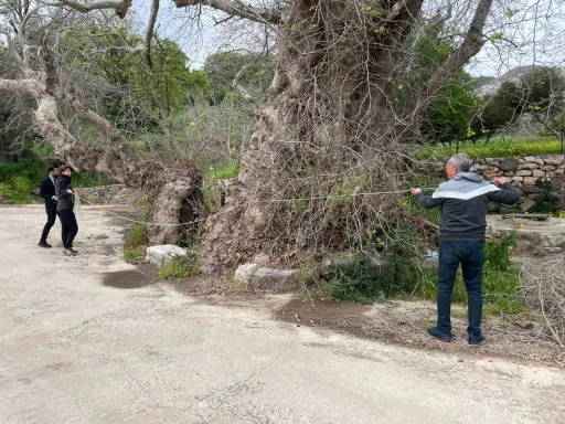 Bodrum&rsquo;da 2 bin yıllık dev &ccedil;ınar keşfedildi