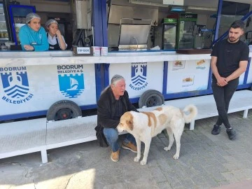 BODRUM’DA 3 BİN 738 SOKAK HAYVANINA MÜDAHALE EDİLDİ