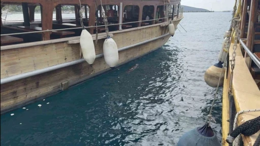 Bodrum’da iskelede fok sürprizi
