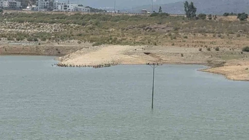 Bodrum’da su alarmı: &quot;Barajlar kritik seviyeye geriledi&quot;
