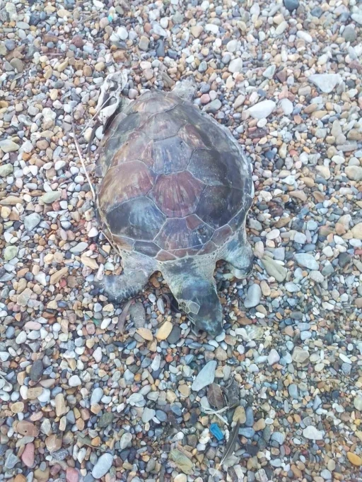 Bodrum&rsquo;da yavru caretta caretta kıyıya vurdu
