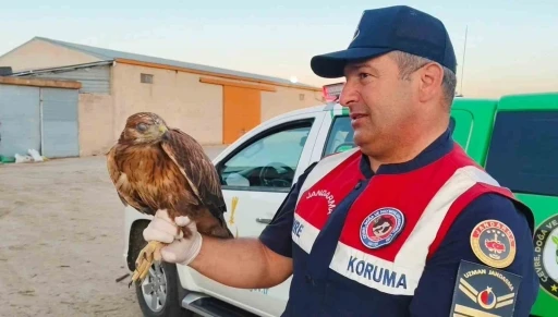 Boğazlıyan’da bulunan yaralı şahin, koruma altına alındı
