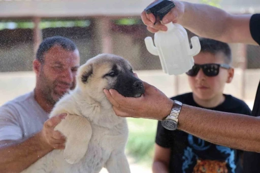 Kene Vakalarına Karşı Bitkisel Çözüm Buldu