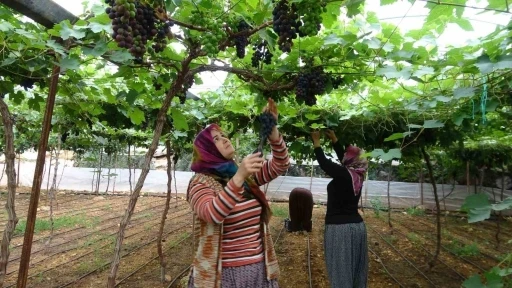 B&ouml;lgenin siyah incisi &uuml;z&uuml;mde hasat başladı
