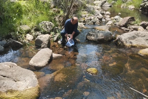 Bolu’da 12 bin kırmızı benekli alabalık yavrusu orman içi derelere bırakıldı
