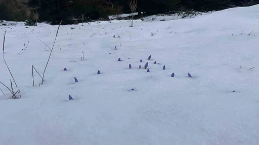 Bolu&rsquo;da a&ccedil;an &ccedil;iğdemler kar altında kaldı
