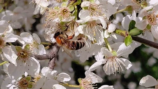 Bolu&rsquo;da baharın gelmesiyle arılar harekete ge&ccedil;ti
