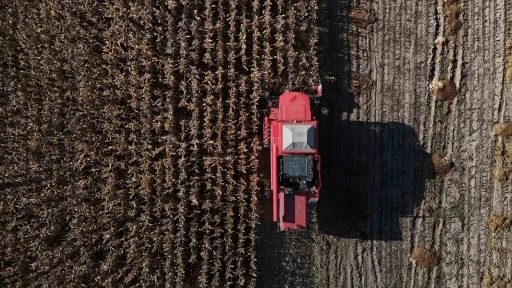 Bolu’da dane mısır hasadı başladı
