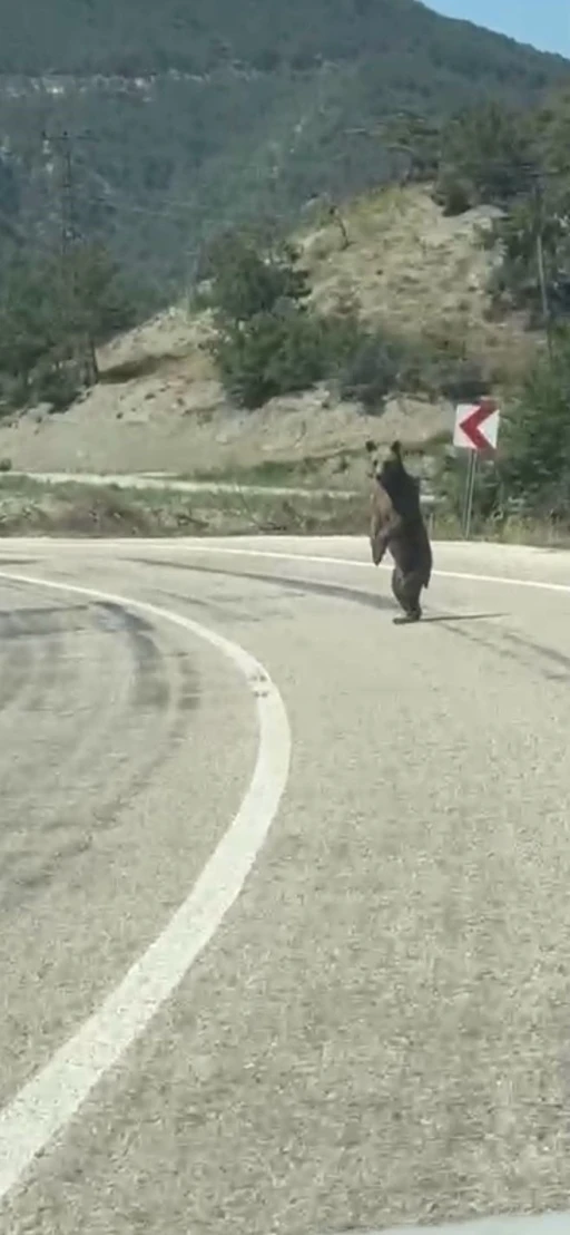 Bolu’da kara yoluna çıkan ayı cep telefonuna yansıdı
