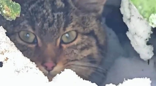 Bolu&rsquo;da karlar arasında yaban kedisi g&ouml;r&uuml;nt&uuml;lendi
