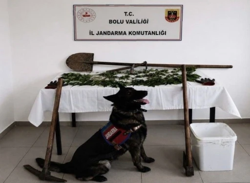 Bolu&rsquo;da kenevir bah&ccedil;esi oluşturan ş&uuml;pheli tutuklandı
