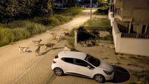 Bolu&rsquo;da k&ouml;pek s&uuml;r&uuml;s&uuml; tedirginliği

