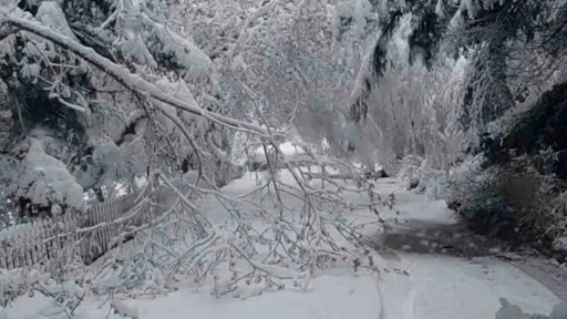 Bolu&rsquo;da mayıs karı ağa&ccedil; dallarını kırdı
