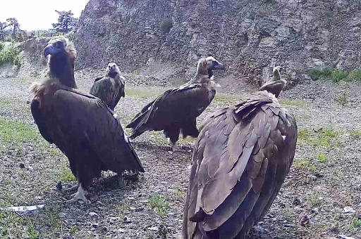 Bolu&rsquo;da nesli tehlike altında olan kara akbabalar g&ouml;r&uuml;nt&uuml;lendi
