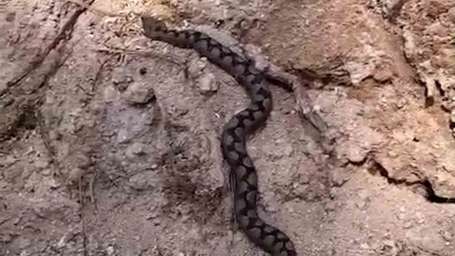 Bolu&rsquo;da odun yığınları arasında nesli tehlike altında olan zehirli yılan g&ouml;r&uuml;nt&uuml;lendi

