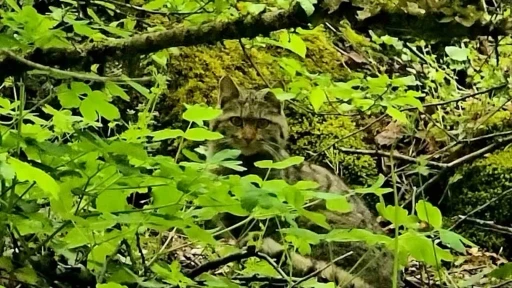 Bolu&rsquo;da ormanlık alanda gezinen yaban kedisi g&ouml;r&uuml;nt&uuml;lendi
