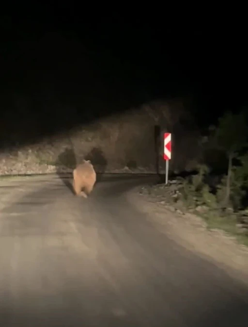 Bolu’da otomobil gören ayı korkup böyle kaçtı
