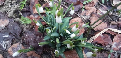 Bolu&rsquo;da "baharın m&uuml;jdecisi" kardelenler y&uuml;z&uuml;n&uuml; erken g&ouml;sterdi
