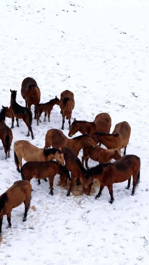 Bolu&rsquo;da şehir merkezine inen yılkı atlarını belediye ekipleri besledi
