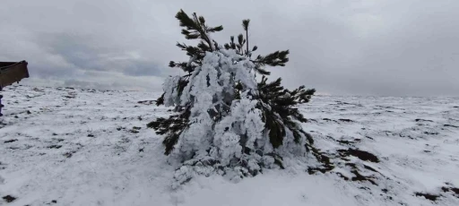 Bolu&rsquo;da soğuk hava ağa&ccedil;ları dondurdu
