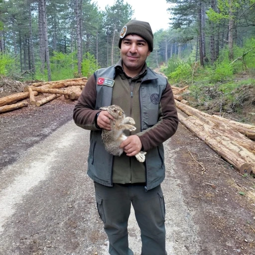 Bolu&rsquo;da tomrukların arasına sıkışan yavru tavşanı ormancılar kurtardı
