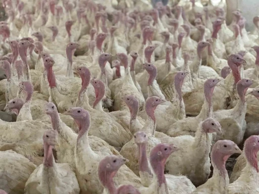 Bolu’da üreticilere &quot;kuş gribi&quot; uyarısı
