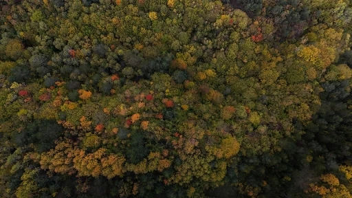 Bolu geçişinde ağaçlar sarı, turuncu ve kızıl tonlara büründü
