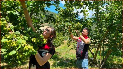 Bolu&rsquo;nun fındık rekoltesi i&ccedil;in sahadan veri toplandı
