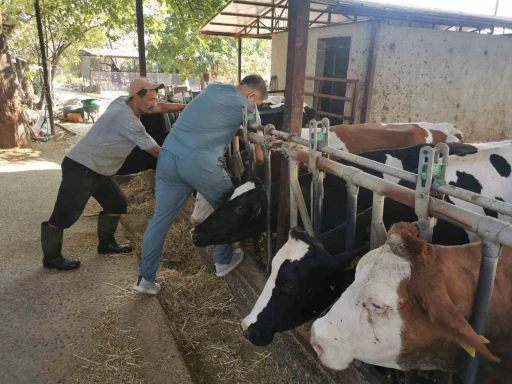 Bozdoğan’da hastalıktan ari işletmelerde kontroller sürüyor
