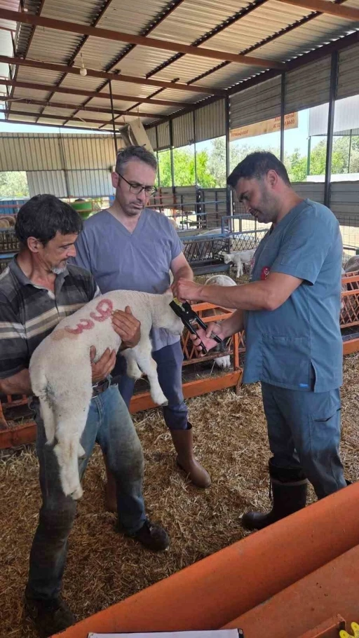 Bozdoğan&rsquo;da hayvan sağlığı ekipleri sahada
