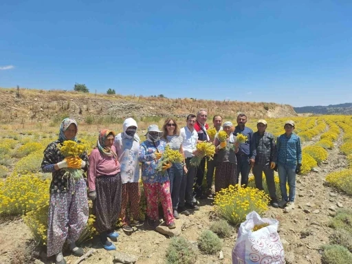 Bozdoğan’da lavanta ve altın otu hasadı yapıldı
