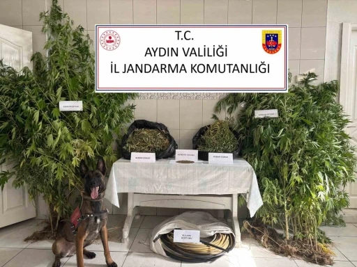 Bozdoğan’da uyuşturucu operasyonu: &quot;Ormanlık alanda kenevir yetiştirmiş&quot;
