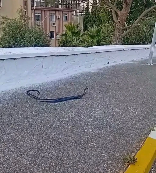 Bozdoğan&rsquo;da yılanların &ccedil;iftleşme dansı kamerada
