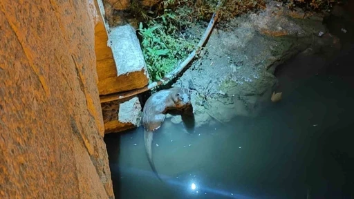 Bozkır’da su samurları yeniden görüldü
