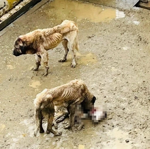 Boz&uuml;y&uuml;k Belediyesi&rsquo;ne ait barınakta a&ccedil; kalan k&ouml;pekler birbirini yedi
